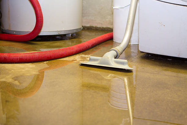 Best Mold removal after water damage  in Bicknell, IN